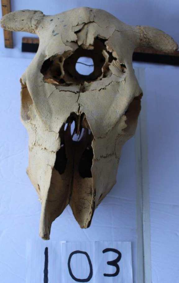 Steer Skull