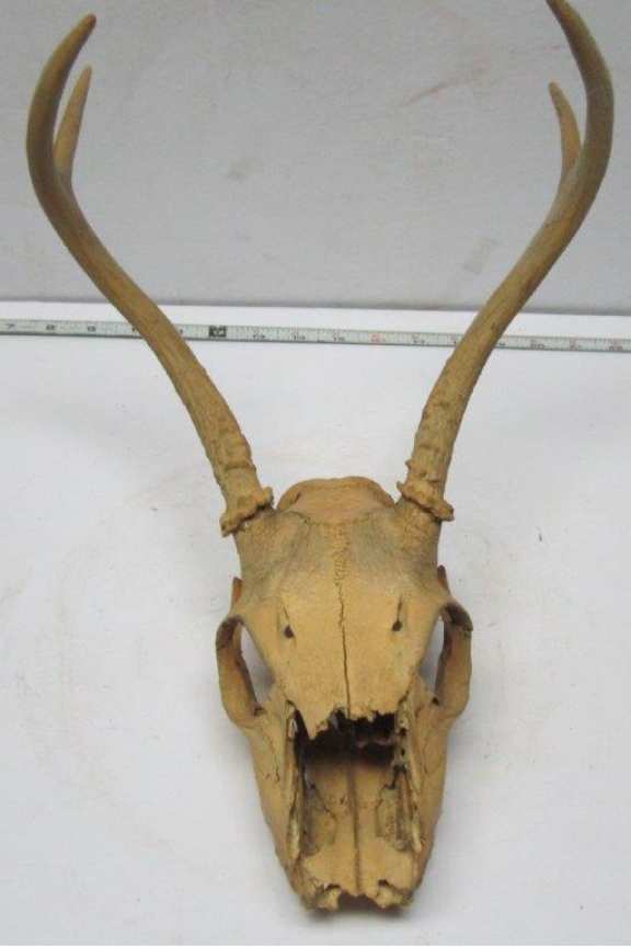 Antelope skull