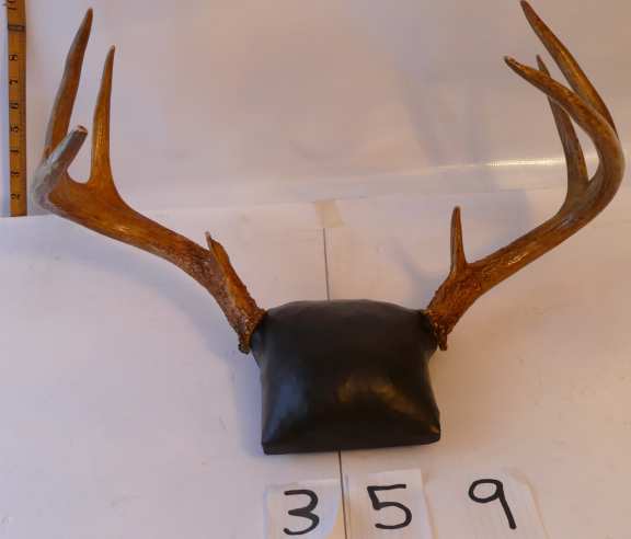 Mounted Deer Antlers