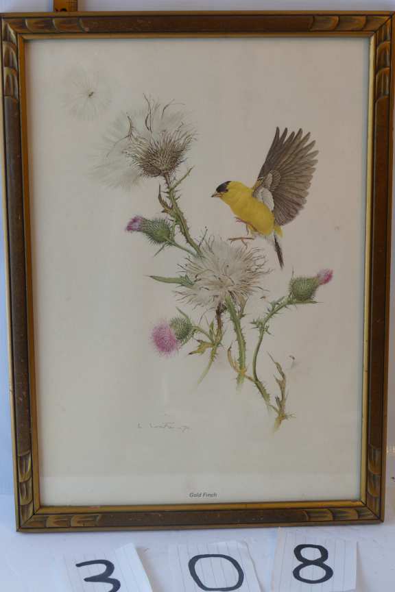 Print Gold Finch on Scotch Thistle