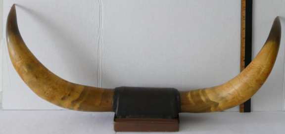 Mounted Steer Horns